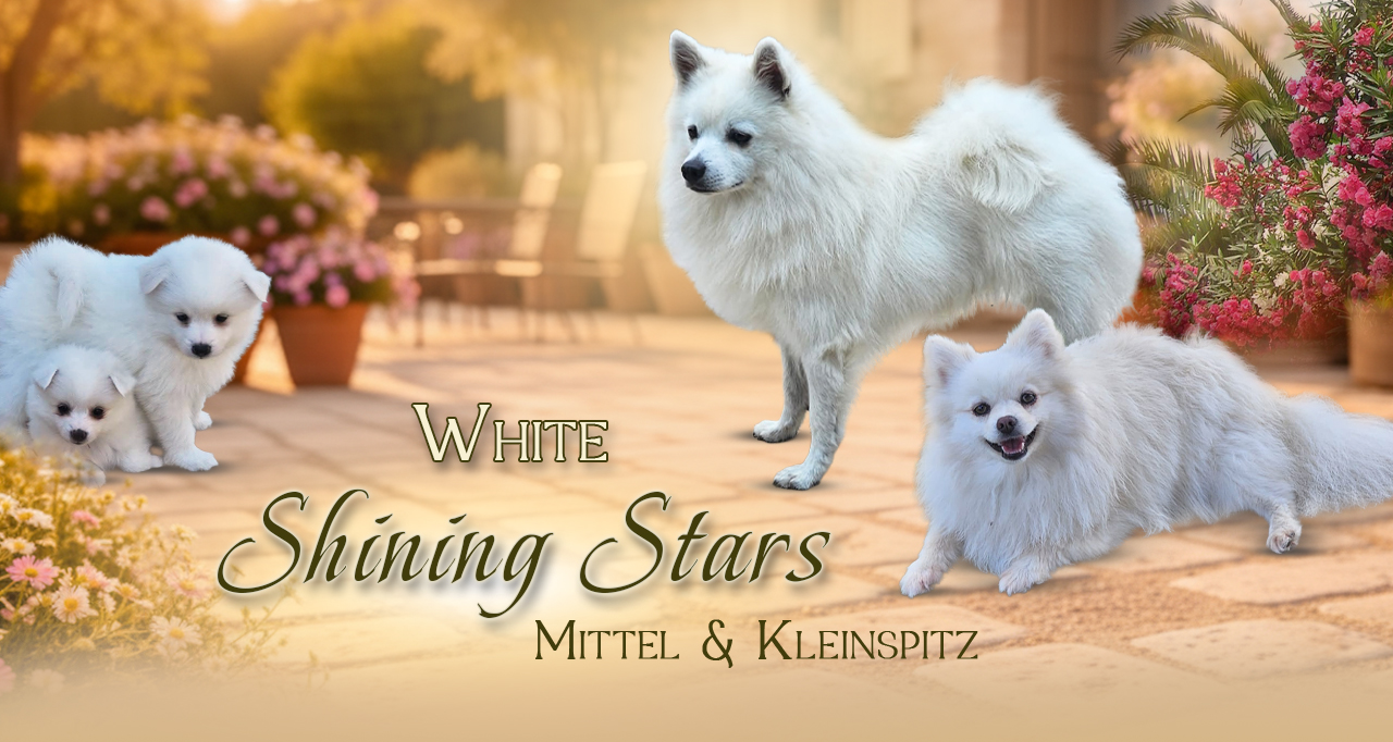 White Shining Stars