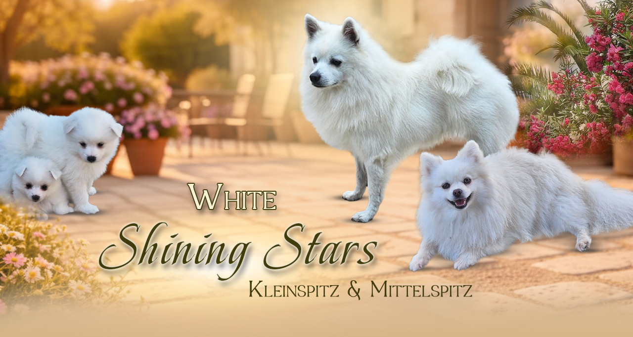 White Shining Stars